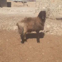 شیشک قوچ بختیاری