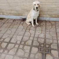 واگذار نژاد گلدن ریتریور