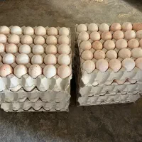 فروش تخم بوقلمون برنز نطفه دار|حیوانات مزرعه|کرج, گلشهر|دیوار