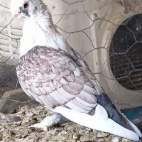 5 عدد بلژیکی مولد