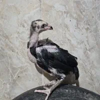 فروش جوجه لاری دو ماهه