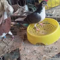 کفتر|پرنده|زیباشهر, |دیوار