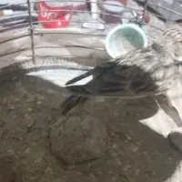 سهره خاکی|پرنده|کرمان, |دیوار