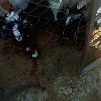 بزغاله کوچک