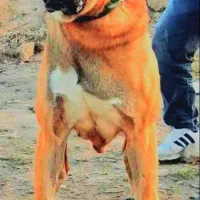 سگ سرابی|سگ|اسلام‌شهر, شهرک مفیدی|دیوار