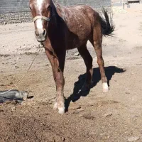 مادیان 4ساله درشت هیکل|اسب و تجهیزات اسبسواری|بجنورد, |دیوار