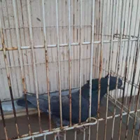 کبوتر|پرنده|شیراز, سایت اداری|دیوار