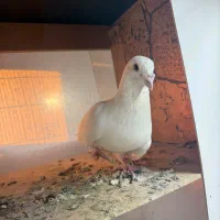 شامی مسافتی سفید|پرنده|سهند, |دیوار