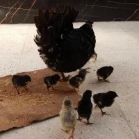 مرغ و جوجه