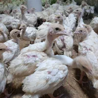 بوقلمون بیوتی 40روزه