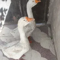 غوغاز بزرگ وخوش صدا