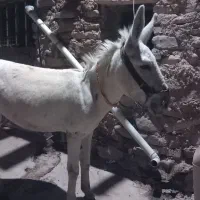 الاغ  نر  جوان و آرام
