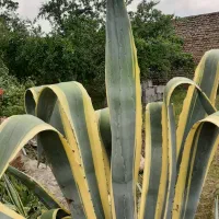 فروش گل آگاو