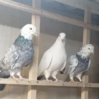 کفترپرشی|پرنده|محمدشهر, زیبادشت|دیوار