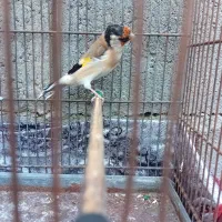 وسایل تزیینی|مجسمه، تندیس، ماکت|میاندوآب, |دیوار