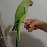 طوطی ملنگو حلقه پا ماده مست مست|پرنده|چهاردانگه (تهران), |دیوار