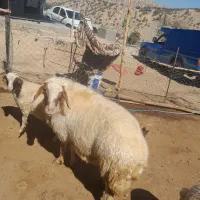 ورن سنجابی اصیل|حیوانات مزرعه|سرپل ذهاب, |دیوار