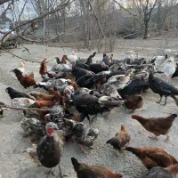 فروش مرغ و خروس وبوقلمون|حیوانات مزرعه|مشگین شهر, |دیوار