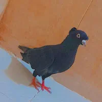 کفتر|پرنده|داراب, |دیوار