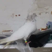 کله هفترنگ کاکولی نر