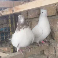 ۵تا کفتر عروسک