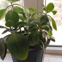 گلهای زیبا وآپارتمانی|گل و گیاه طبیعی|ایلام, |دیوار