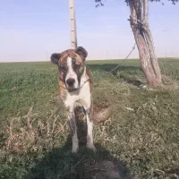 سگ افغان سن دو سال