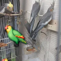 عروس هلندی