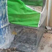 قفس قناری وکاسکویی