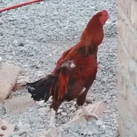 مرغ و خروس|حیوانات مزرعه|ایرانشهر, |دیوار