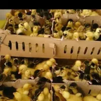 جوجه غاز و غو غاز و تخم غاز نطفه دار