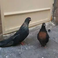سینه طلایی.پشت قرمز