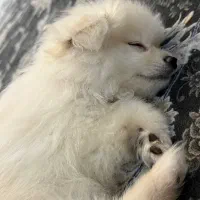 واگذاری سگ پامر خرسی عروسکی