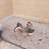 قوغاز اصل آفریقای