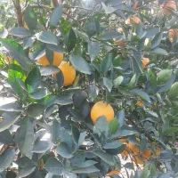 تامسون و پیج فله برگی|خوردنی و آشامیدنی|جویبار, |دیوار