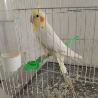 عروس هلندی نر|پرنده|رضویه, |دیوار