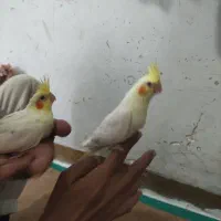 عروس هلندی دستی