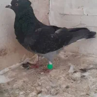 کفتر صید|پرنده|شیروان (خراسان), |دیوار