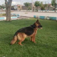 سگ ژرمن ماده، اصل