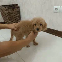 واگذاری سگ|سگ|صدرا-فارس, فاز ۲|دیوار