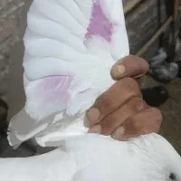 کبوتر گرفتنی