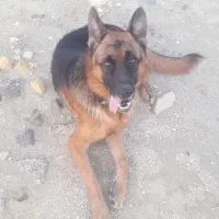 سگ ژرمن شپرد