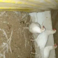 خروس وحشی|حیوانات مزرعه|نوشهر, |دیوار