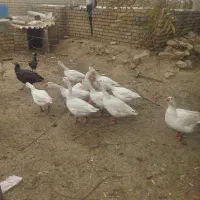 غاز و بوقلمو جوان و وزن بالا