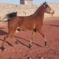 اسب مادیان