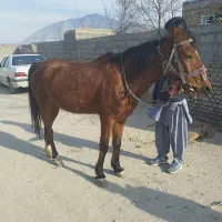 مادیان یرقه