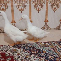 اردک
