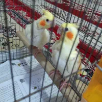 جوجه عروس هلندی|پرنده|تهران, تختی|دیوار