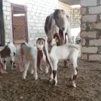 بز 3قلوزا پاکستانی