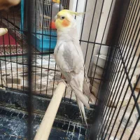 عروس هلندی|پرنده|شیراز, زند|دیوار